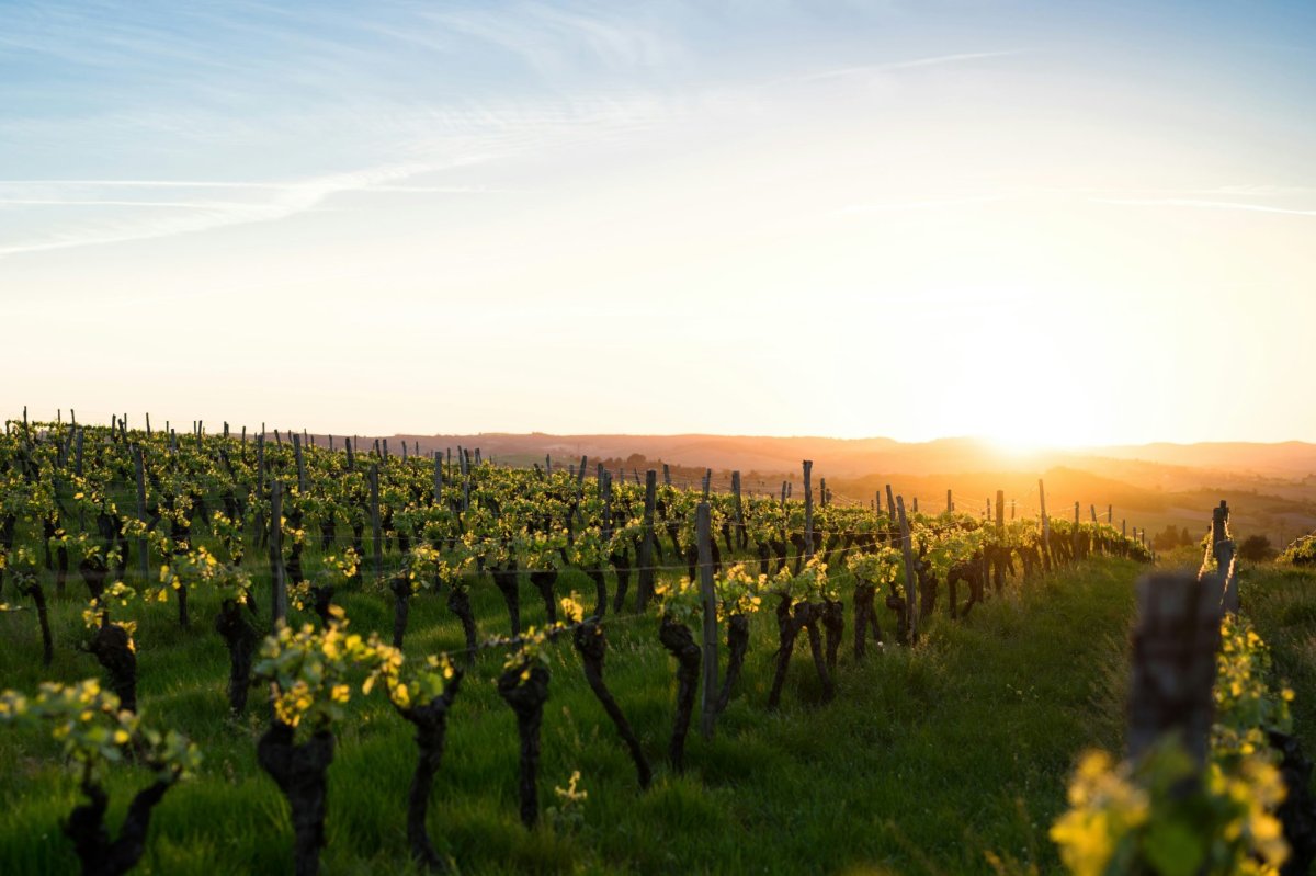 Lancement de Vinissimo: événement réussi pour la première dégustation exclusive des vins d’ailleurs de Cave de La Côte